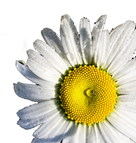 daisy